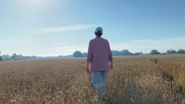 Rear View Female Farmer Walking Agricultural Grain Field Sunrise Woman — 비디오