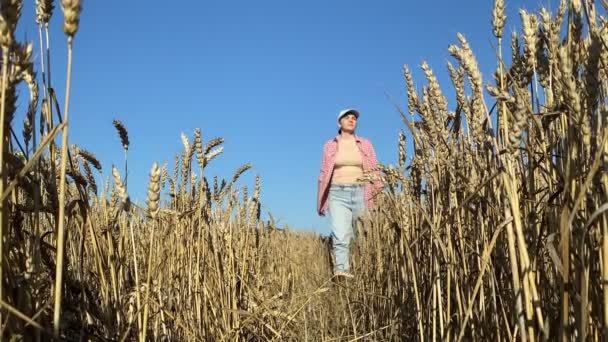Θηλυκός Αγρότης Που Ελέγχει Συγκομιδή Σιτηρών Στο Γεωργικό Τομέα Κατά — Αρχείο Βίντεο