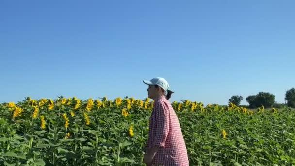 Female Farmer Checking Agricultural Field Sunflowers Smelling Flower Crop Sunrise — Video Stock