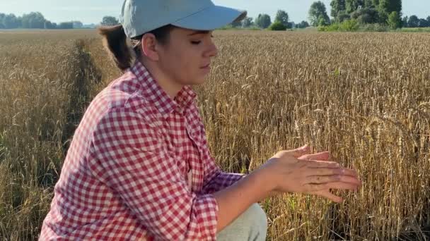 Female Farmer Checking Quality Ripeness Harvest Rubbing Ear Wheat Hand — Vídeos de Stock