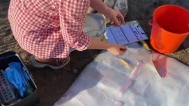 Closeup female farmer preparing to examine ears of wheat outdoors at sunrise. Woman agronomist arranging grain crop onto underlay, checking quality of crops at field. Agriculture concept