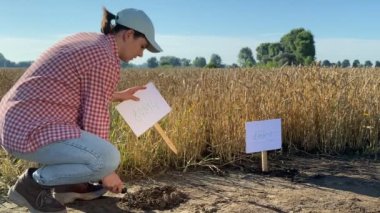 Female agronomy specialist installing crop sign, providing selective breeding at grain experimental grounds at sunrise outdoors. Woman farmer working at agricultural wheat field. Agriculture concept