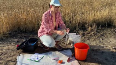 Female professional farmer conducting sampling ears of wheat outdoors at sunrise. Woman agriculturist preparing grain samples for laboratory research at agricultural field. Specialist checking harvest