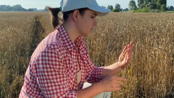 Professional Woman Farmer Examining Ear Wheat Agricultural Field Sunrise Female — Stock Video