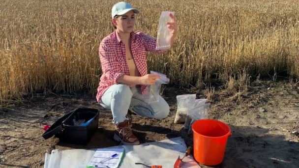Professional Female Farmer Examining Ears Wheat Sample Bags Preparing Grain — Vídeo de Stock