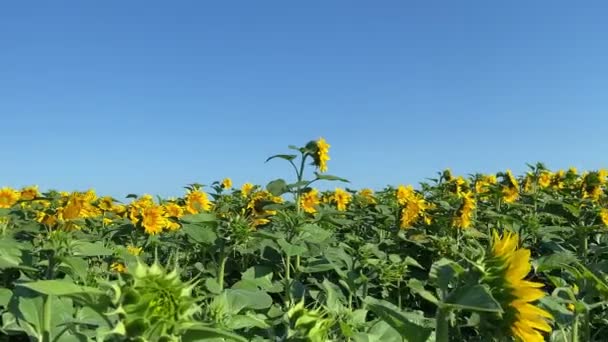 Charming Female Farmer Enjoying Growth Sunflower Crop Smelling Flower Background — Vídeos de Stock