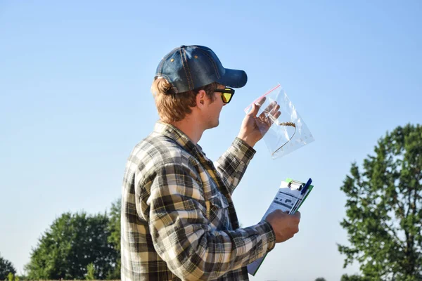 Agronomy Specialist Taking Crop Samples Sample Bags Examining Ears Wheat — Photo