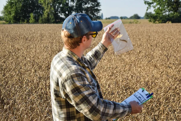 Agronomy specialist taking crop samples in sample bags, examining ears of wheat at agricultural grain field at sunrise. Male farmer checking quality of harvest outdoors. Agriculture concept