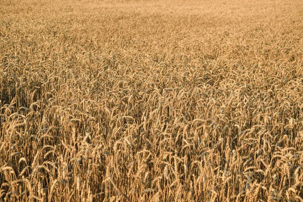 Wheat grain field in gold lights of sunrise. Ripe wheat ears at morning. Agricultural field at sunny day. Harvesting summer time. Beauty of nature. No people. Agricultural concept