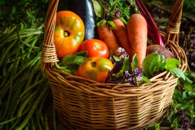 Hasır sepet dolusu sebzeler kapalı alanda. Sağlıklı yiyecekler, diyet, beslenme. Hasat konsepti. Sonbahar sezonu. Bol organik domates, havuç, patlıcan, kuşkonmaz. Pişirmek için taze ham malzemeler.