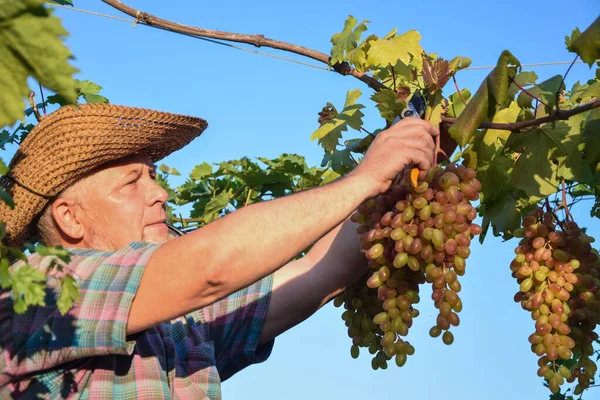 Agricultor Ceifa Cacho Uvas Examina Qualidade Fruta Livre Adega Agrícola — Fotografia de Stock