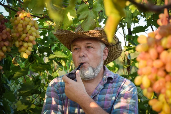 Agriculteur Avec Pipe Tabac Examine Qualité Des Raisins Récolte Des — Photo