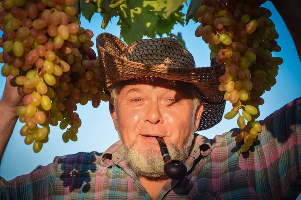 タバコパイプを持つ陽気な農家は 屋外で果物を収穫し ブドウの品質を調べます 農場のワイナリー ブドウの収穫 男のワインメーカーとブドウ園の所有者 家族経営の小企業 農村生活の概念 — ストック写真