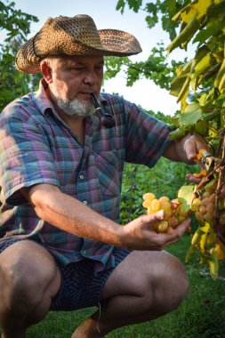 Tütün piposu olan çiftçi üzüm kalitesini inceler, açık havada meyve toplar. Çiftlik şaraphanesi, üzüm hasadı. Şarap imalatçısı ve üzüm bağı sahibi. Aile küçük işletmesi. Kırsal yaşam tarzı kavramı