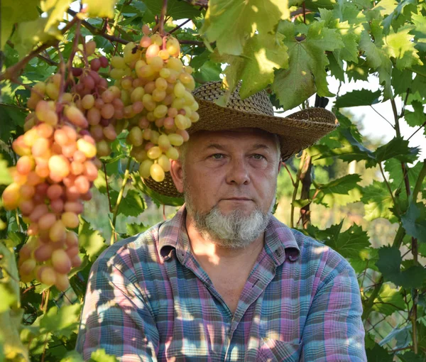 Agriculteur Chapeau Paille Examine Qualité Des Raisins Récolte Des Fruits — Photo