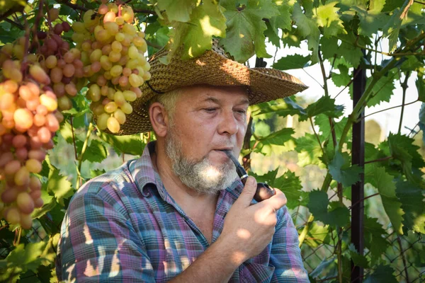 Agriculteur Avec Pipe Tabac Examine Qualité Des Raisins Récolte Des — Photo