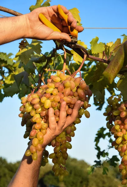 Closeup of farmer hands examines quality of grapes, harvesting fruit outdoors. Farm winery, grape harvest. Man winemaker and vineyard owner. Family small business. Rural lifestyle concept