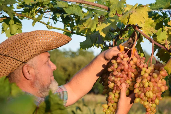 Farmer in straw hat examines quality of grapes, harvesting fruit outdoors. Farm winery, grape harvest. Man winemaker and vineyard owner. Family small business. Rural lifestyle concept