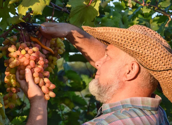 Farmer in straw hat examines quality of grapes, harvesting fruit outdoors. Farm winery, grape harvest. Man winemaker and vineyard owner. Family small business. Rural lifestyle concept