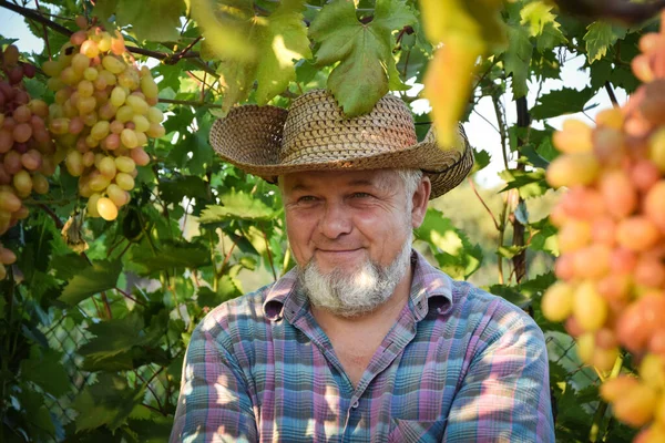 Farmer in straw hat examines quality of grapes, harvesting fruit outdoors. Farm winery, grape harvest. Man winemaker and vineyard owner. Family small business. Rural lifestyle concept