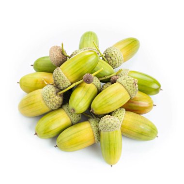 Beyaz arka planda palamut yığını. Üst görünüm