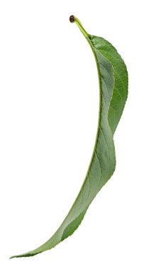 Şeftali yaprakları beyaz arka planda yalıtılmış. Macro vuruldu. Dosya kırpma yolu içeriyor.