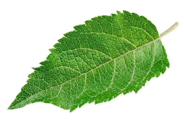 Hoja Verde Del Jardín Profundidad Total Del Campo Archivo Contiene —  Fotos de Stock