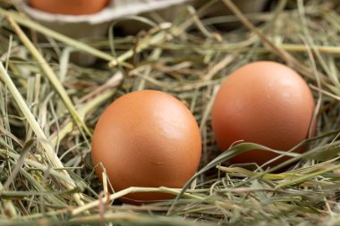 Tepside ve samanlıkta tavuk yumurtası. Çiftçilik kavramı.