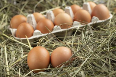 Tepside ve samanlıkta tavuk yumurtası. Çiftçilik kavramı.