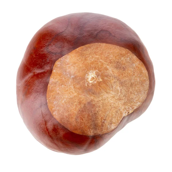 At kestanesi (Aesculus hipocastanum), beyaz arka planda izole edilmiş, yakın plan. Dosya kırpma yolları içeriyor.