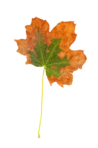 Withered Maple Leaf Spring Summer Seasonal Themed Nature Concept Also — Photo