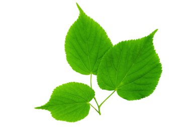 Spring twig linden with green leaves on a white background. File contains clipping path.