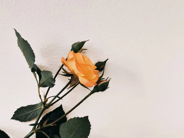 Rosas Sobre Fundo Branco — Fotografia de Stock