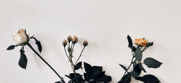 Róże Białym Tle — Zdjęcie stockowe