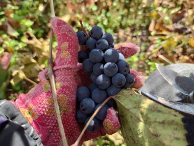 Üzüm hasadı, bahçede üzüm, tarım..