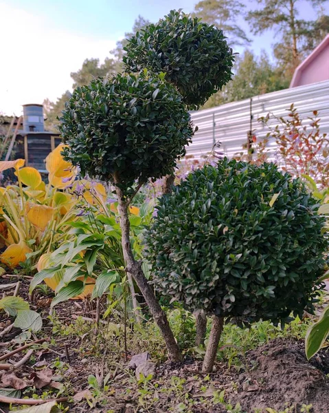 Buxus Belos Arbustos Buxo Verde Jardim Outono Paisagismo — Fotografia de Stock