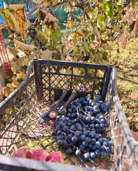 Harvesting Grapes Grapes Garden Agriculture — Stock Photo, Image