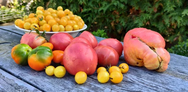 Verduras Otoño Tomate Pimienta Temporada Cosecha — Foto de Stock