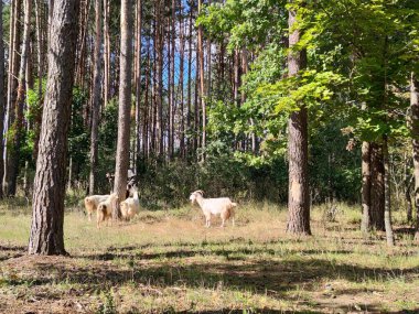 Otlakta keçiler, ağaç kabuklarını yiyorlar. Çiftlik hayvanları yetiştiriciliği