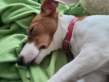 Şirin köpek yavrusu Jack Russell kanepede uyuyor. Sevimli hayvan.