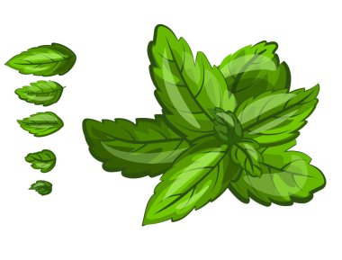 ayrı yapraklı nane yaprağının vektör çizimi