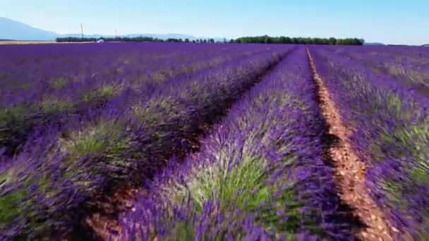Flowering Lavender Fields Valensole Plateau — Stock Video