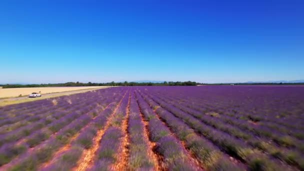 Flowering Lavender Fields Valensole Plateau — Αρχείο Βίντεο