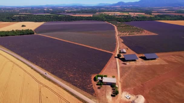 Campos Lavanda Floridos Planalto Valensole — Vídeo de Stock