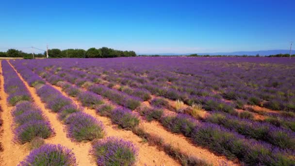 Flowering Lavender Fields Valensole Plateau — Video