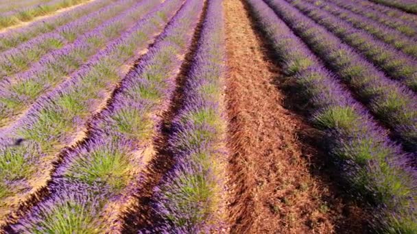 Los Campos Lavanda Florecientes Meseta Valensole — Vídeo de stock