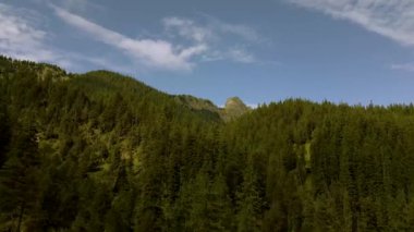 İsviçre Obwalden kantonundaki köknar ağaçlarının insansız hava aracı görüntüsü