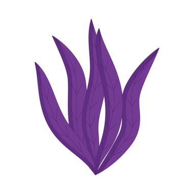 Beyaz arka planda izole edilmiş akvaryum yosunu. Deniz bitkileri, deniz yosunları.