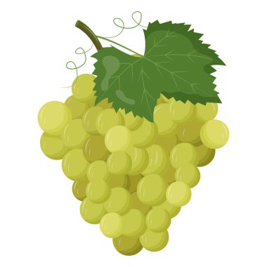 Yeşil yapraklı yeşil üzüm, beyaz arka planda izole edilmiş. Düz vektör illüstrasyonu