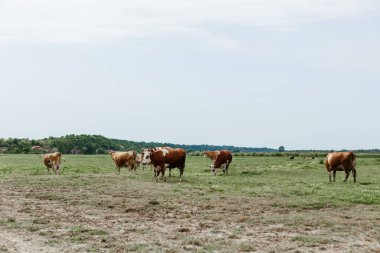 Tarlada sığır sürüsü